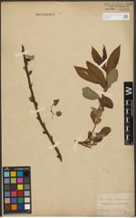 Foto von Salix purpurea L. x Salix silesiaca Willd.